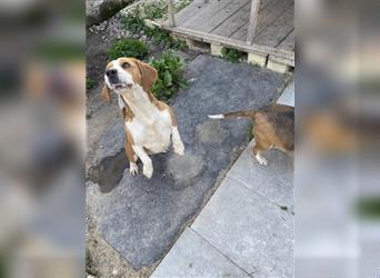 Unzertrennliches Beagle Doppelpack sucht ein gemeinsames Zuhause