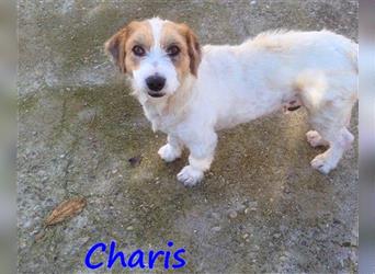 Charis 03/2016 (GR Pflegestelle) der kleine Schatz liebt Alle: Menschen, Hunde und Katzen!