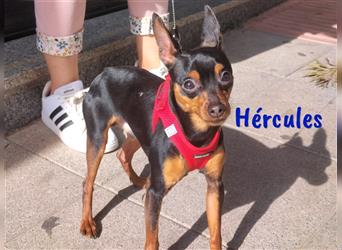 Hércules 03/2023 (ESP Pflegestelle) - freundlicher junger Zwergpinscher Rüde kennt das Leben im Haus