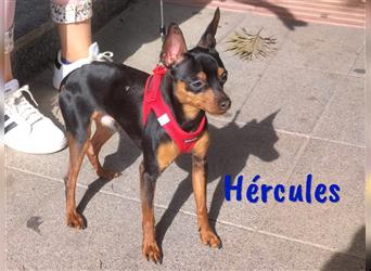 Hércules 03/2023 (ESP Pflegestelle) - freundlicher junger Zwergpinscher Rüde kennt das Leben im Haus
