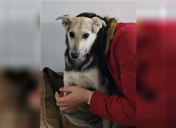 Holly, aktives Hundemädchen sucht ihr Zuhause