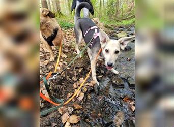 Holly, aktives Hundemädchen sucht ihr Zuhause