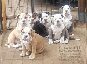 OEB Welpen bei  of Mystery Bulldogs