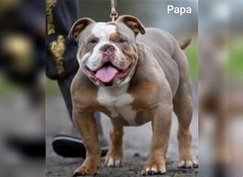 OEB Welpen / Junghunde bei  of Mystery Bulldogs