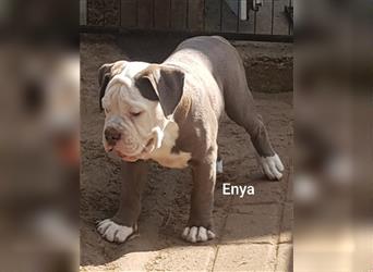 OEB Welpen / Junghunde bei  of Mystery Bulldogs