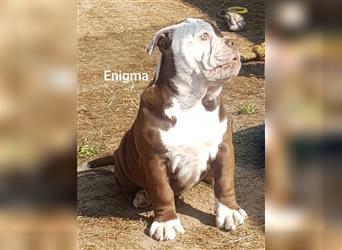 OEB Welpen / Junghunde bei  of Mystery Bulldogs