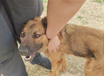 Kici Schäferhundmischlingshündin ca. 1 Jahr alt in Ungarn