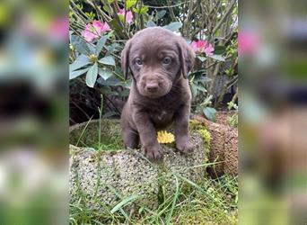 Süße Labrador Welpen Rüden suchen ihre Familie mit Herz