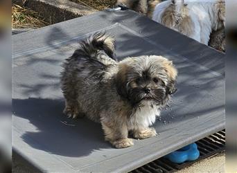 LHASA-APSO Welpen ähnlich Havaneser