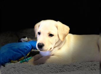 Abgabebereit!!! Reinrassige Labrador Welpen mit Ahnentafel