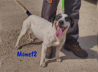 Monet2 03/2021 (ESP) - verschmuster und sehr sozialer, kleiner Ratonero Bodeguero Andaluz!