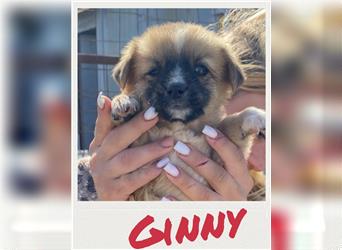 Ginny - Welpe sucht Familie