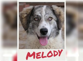 Melody - junger Herdenschutzhund-Mix