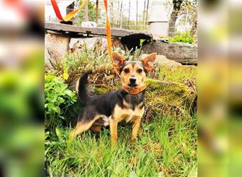 Richie, Pinscher -Terriermischling, geb. 2023, aktiver Junghund sucht aktive Familie