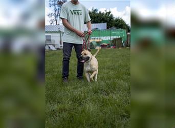 Rudi2, Frohnatur sucht tolles Zuhause