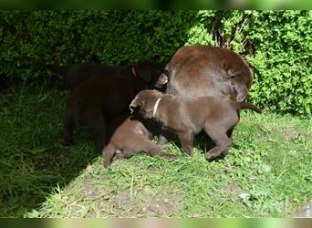 Labrador Welpen braun 1 Mädchen und 3 Buben versehentlich gelöscht daher neu eingestellt