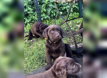 Labrador Welpen braun  1neugieriges Mädchen  und 2 zauberhafte Buben