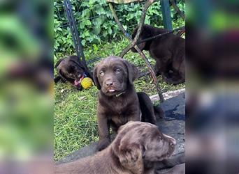 Labrador Welpen braun  1 neugieriges Mädchen  und 1 schlanker zauberhafter Buben