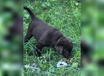 Labrador Welpen braun 2 Mädchen und 3 Buben versehentlich gelöscht daher neu eingestellt