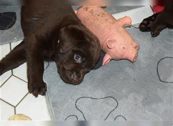 Labrador Welpen braun  1neugieriges Mädchen  und 2 zauberhafte Buben