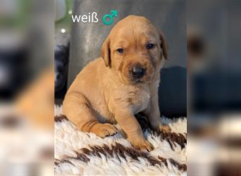 Labrador Welpen in gelb/foxred