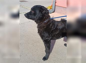 Kroatischer Schäferhund Mischlingsrüde Emilio sucht seine Familie