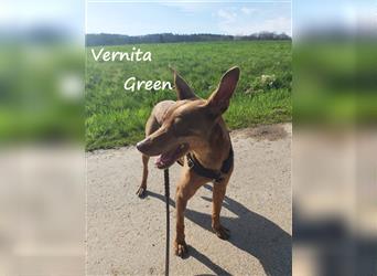 Vernita Green 09/2017 (in Deutschland) - zarte, gesellige und verträgliche Podenca sucht Zuhause!