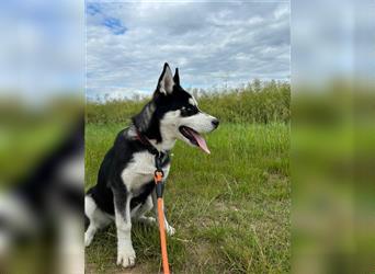 Siberian Husky-Welpen suchen ein Fürimmer-Körbchen