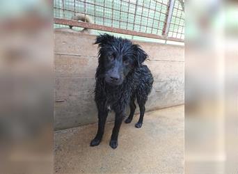 Pelle kroatischer Schäferhund Mischlingsrüde Mischling Rüde Junghund sucht Zuhause oder Pflegestelle