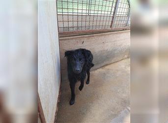 Pelle kroatischer Schäferhund Mischlingsrüde Mischling Rüde Junghund sucht Zuhause oder Pflegestelle