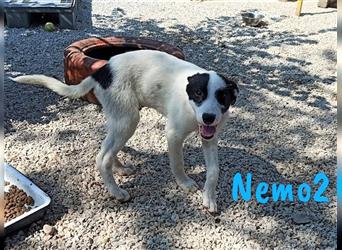 Nemo2 03/2023 (GR) - ruhiger, ausgeglichener und verträglicher Junghund!