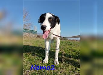 Nemo2 03/2023 (GR) - ruhiger, ausgeglichener und verträglicher Junghund!