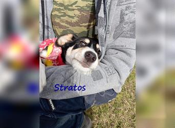 Stratos 06/2023 (GR) - sehr cleverer, verspielter und verträglicher Welpe möchte die Welt entdecken!
