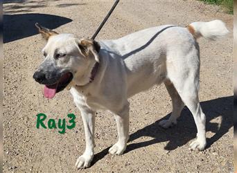 Ray3 06/2021 (ESP) - absolut verträglicher, entspannter, sanfter und verschmuster Rüde!