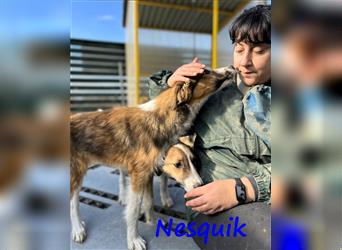 Nesquik 05/2023 (GR) - bezaubernder, geselliger, verspielter und super süßer Junghund!