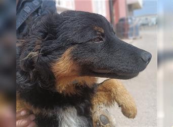 Cyndi kroatischer Schäferhund Welpe Mischling Mischlingshündin Hündin Junghund sucht Zuhause oder PS