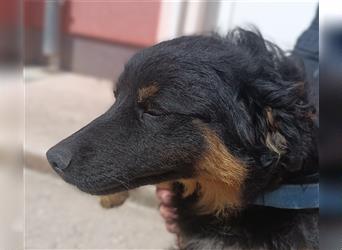 Cyndi kroatischer Schäferhund Welpe Mischling Mischlingshündin Hündin Junghund sucht Zuhause oder PS