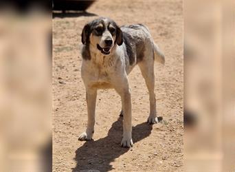 Elise, geb. ca. 12/2021, lebt in GRIECHENLAND, auf einem Gelände, Hunde werden notdürftig versorgt
