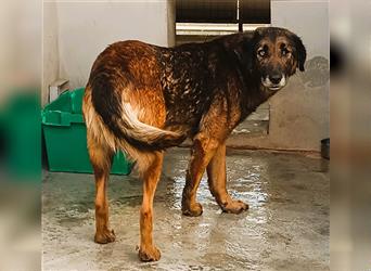 Esmeralda Schäferhund Mischlingshündin Mischling Hündin sucht Zuhause oder Pflegestelle