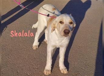 Shalala 01/2024 (ESP Pflegestelle) - lernwillige, menschenbezogene und unkomplizierte Welpin!