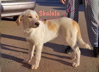 Shalala 01/2024 (ESP Pflegestelle) - lernwillige, menschenbezogene und unkomplizierte Welpin!