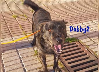 Dobby2 10/2022 (ESP) - sehr netter, gehorsamer und sportlicher, kleiner Rüde!