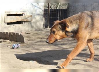 Luca-LM, junger Hund sucht fitte Familie