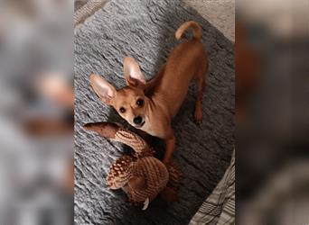 Russkiy Toy Terrier Deckrüde foxred