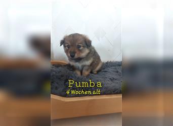Pumba sucht ein tolles Zuhause