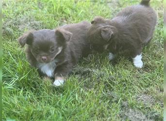 Super schöner Dark Schoko langhaar Chihuahua Rüde aus bester Aufzucht