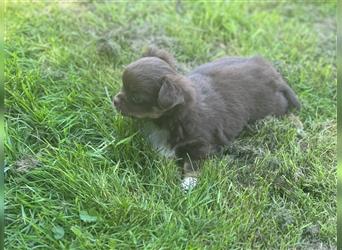 Erstklassige Langhaar Chihuahua Welpen aus bester Aufzucht