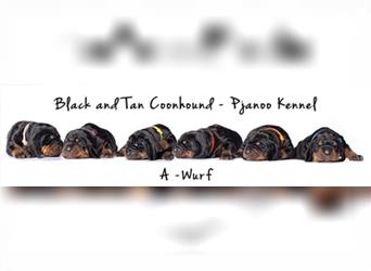 Black and Tan Coonhound erwartet Ende Mai
