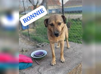 Ronnie, sehr lieber Rüde wartet in Rumänien auf die Ausreise