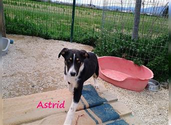 Astrid 11/2023 (GR) - föhliche, sehr soziale und ausgeglichene Welpin sucht ihre Familie!